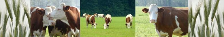 Logo bannière Site (1)